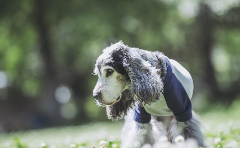 愛犬の健康寿命を延ばすためにできることとは？