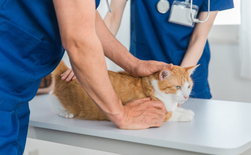 動物愛護法とは？～守るべきルールと責任～