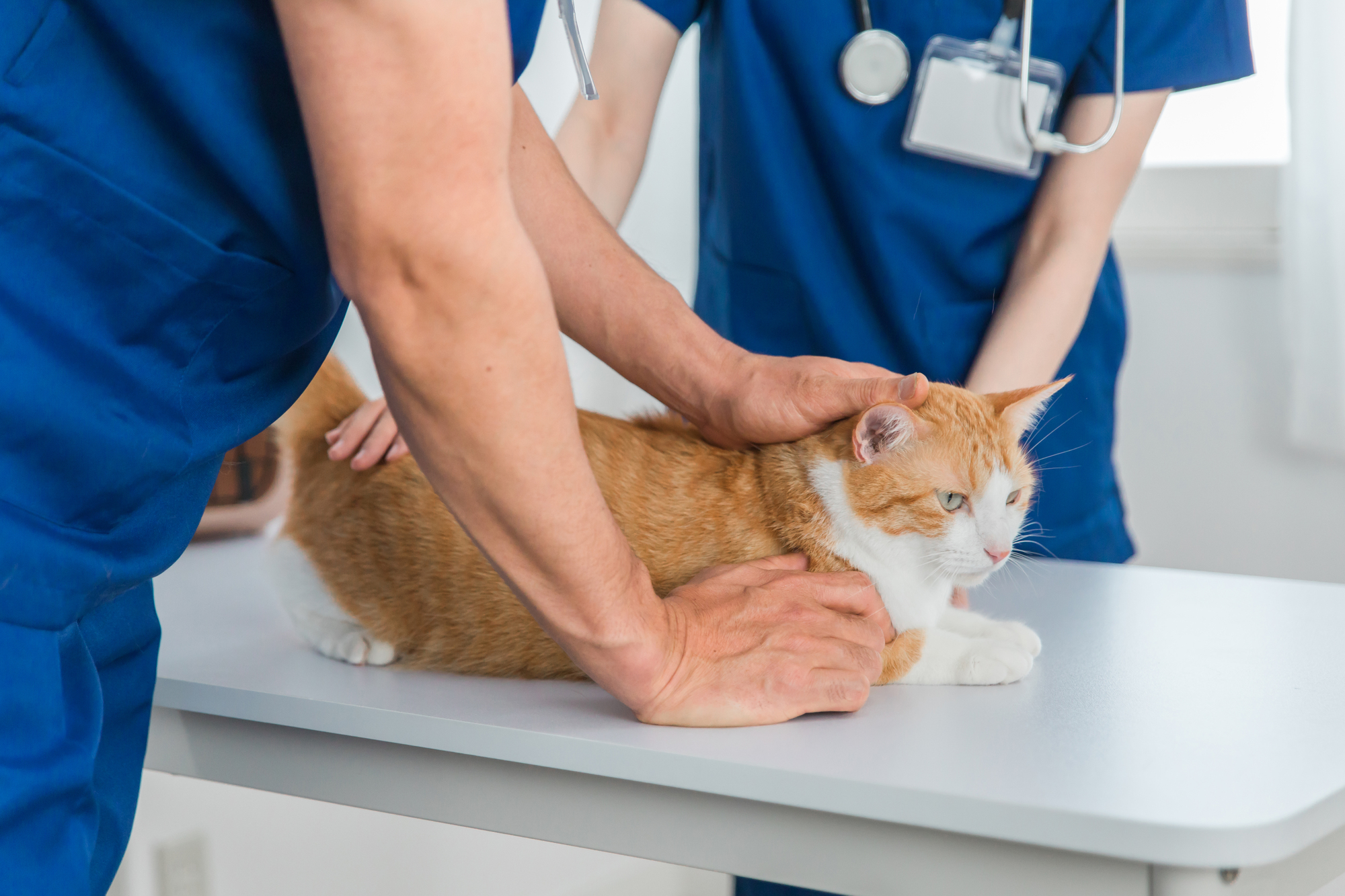 動物愛護法とは？～守るべきルールと責任～