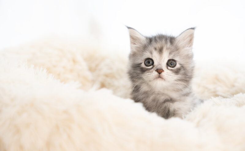 子猫に牛乳を与えても大丈夫？正しいミルクの選び方と与え方を解説