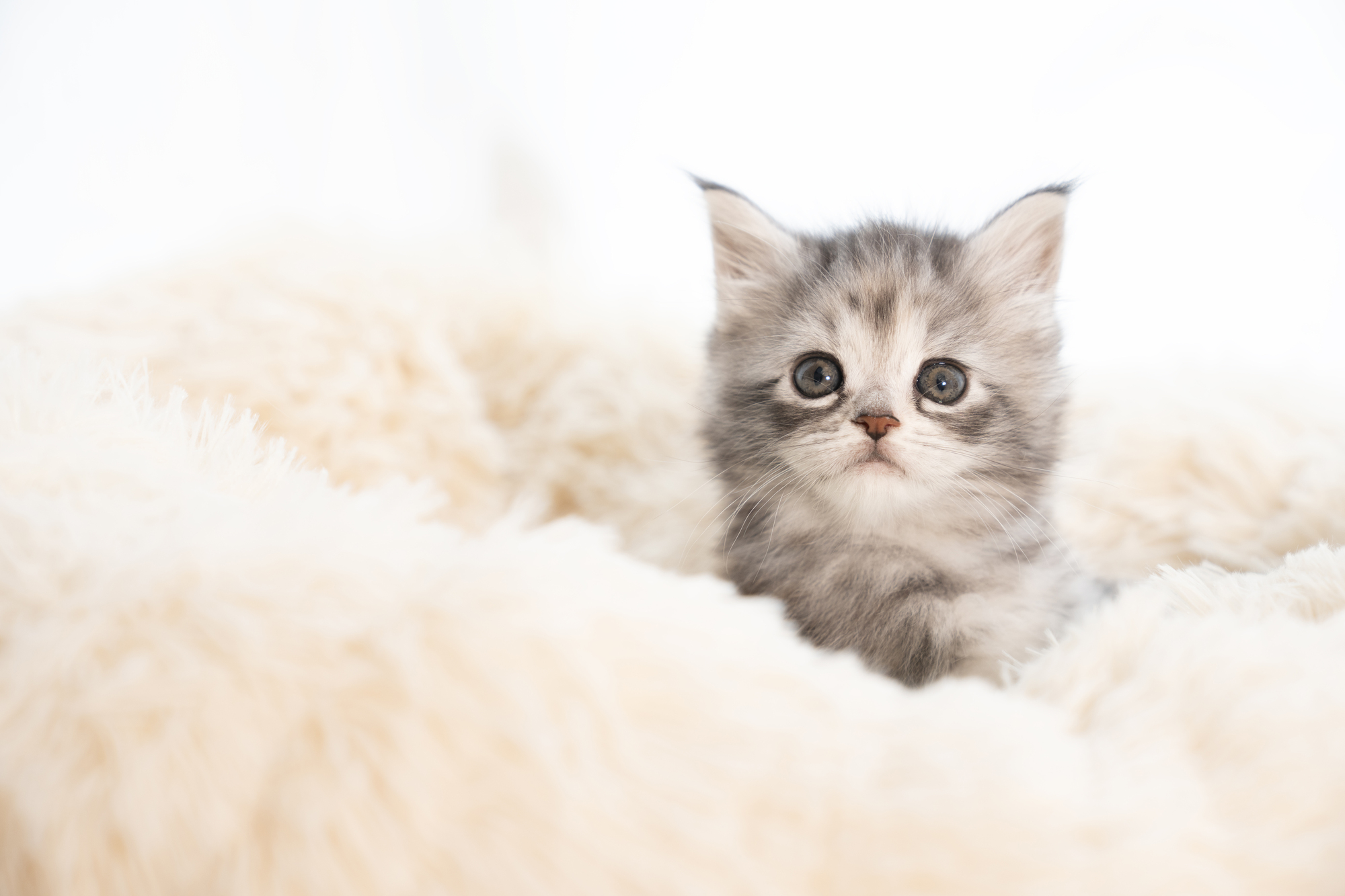 子猫に牛乳を与えても大丈夫？正しいミルクの選び方と与え方を解説