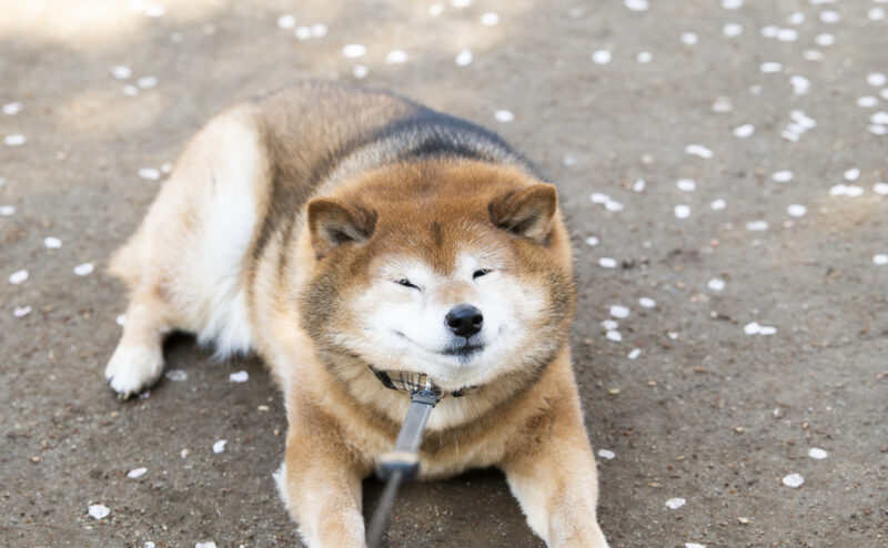 愛犬が散歩中に歩かない…原因と正しい対処法を徹底解説