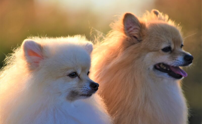 【ペットロス】愛犬との別れから立ち直るには？