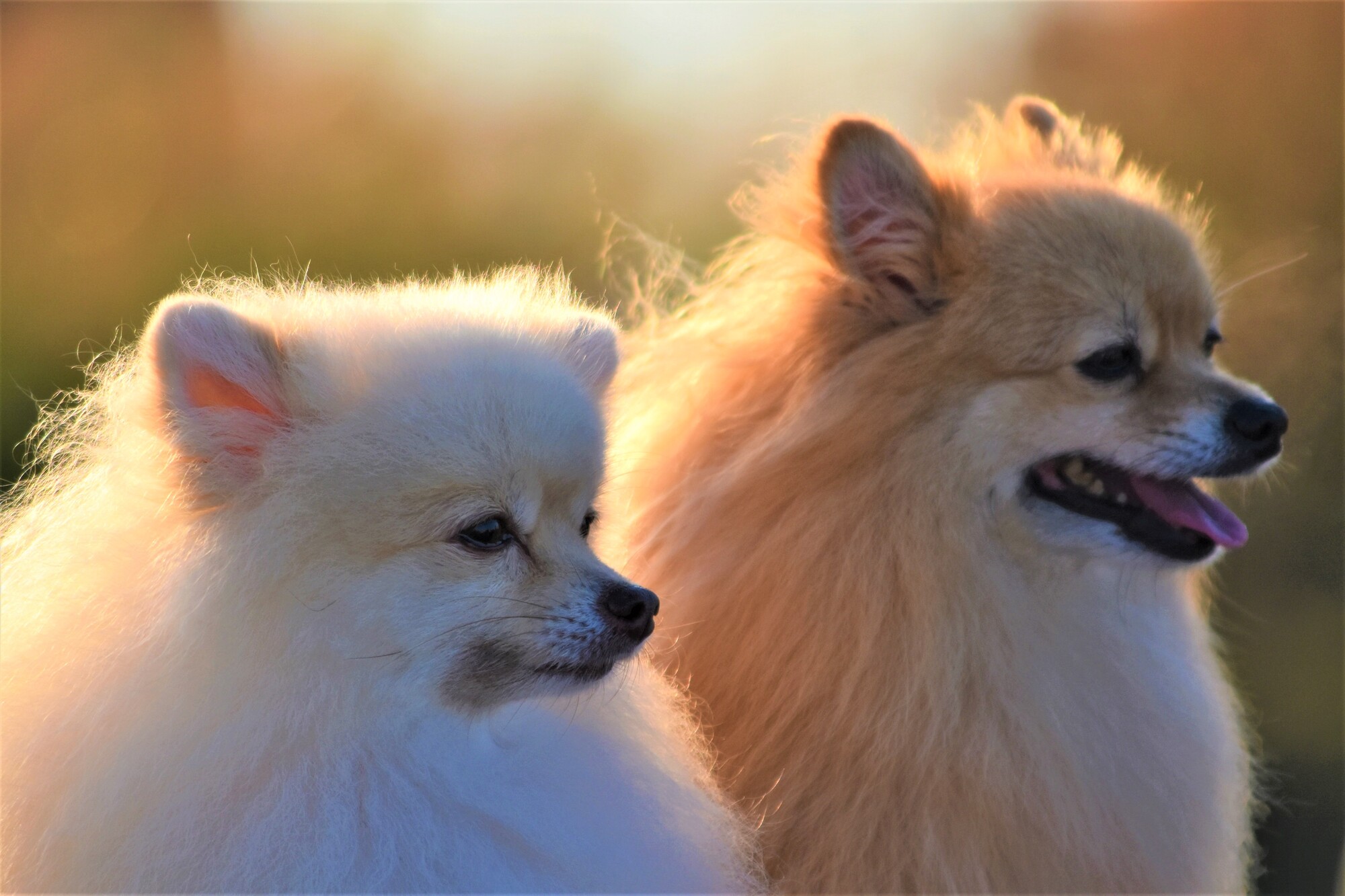 【ペットロス】愛犬との別れから立ち直るには？