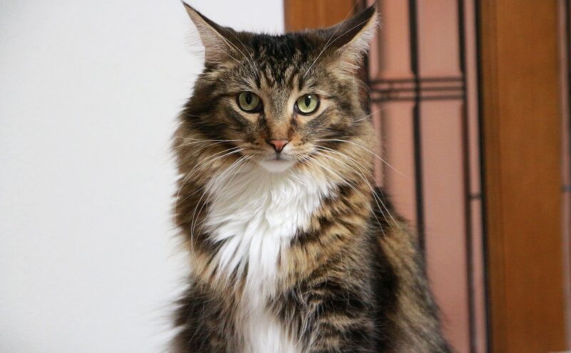 大型猫のメインクーンとは？特徴や性格を紹介！