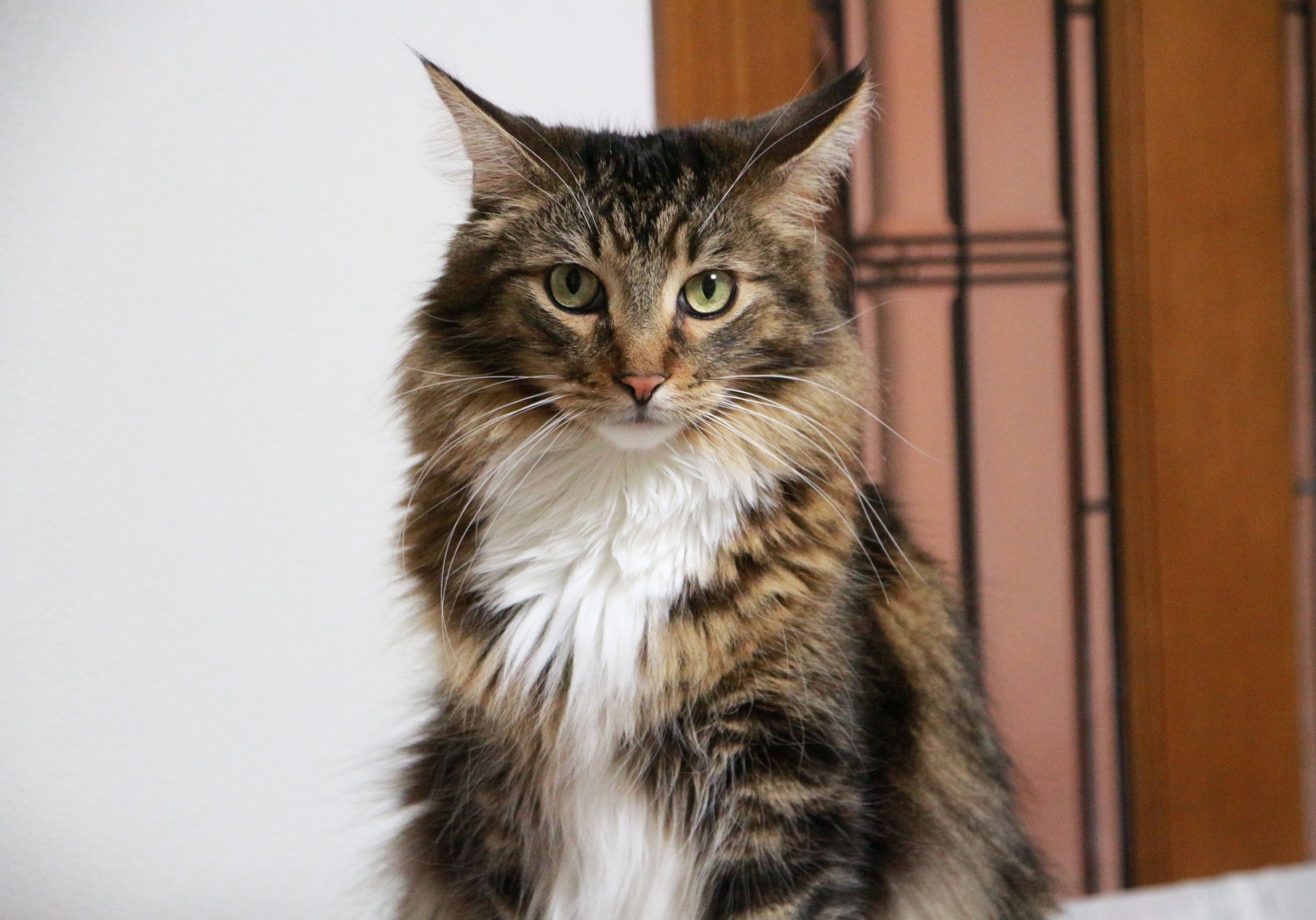 大型猫のメインクーンとは？特徴や性格を紹介！