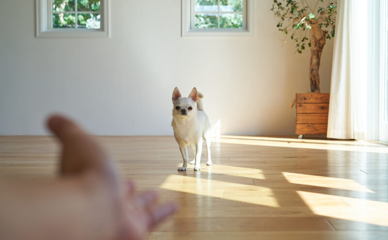 愛犬を「おいで」と呼んでもこない原因とは？