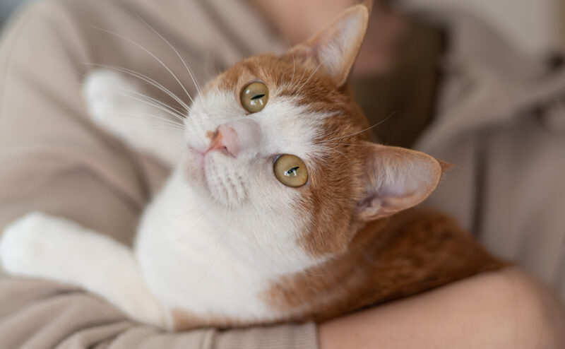 愛猫の寿命を縮めてしまうかもしれない飼い方とは？