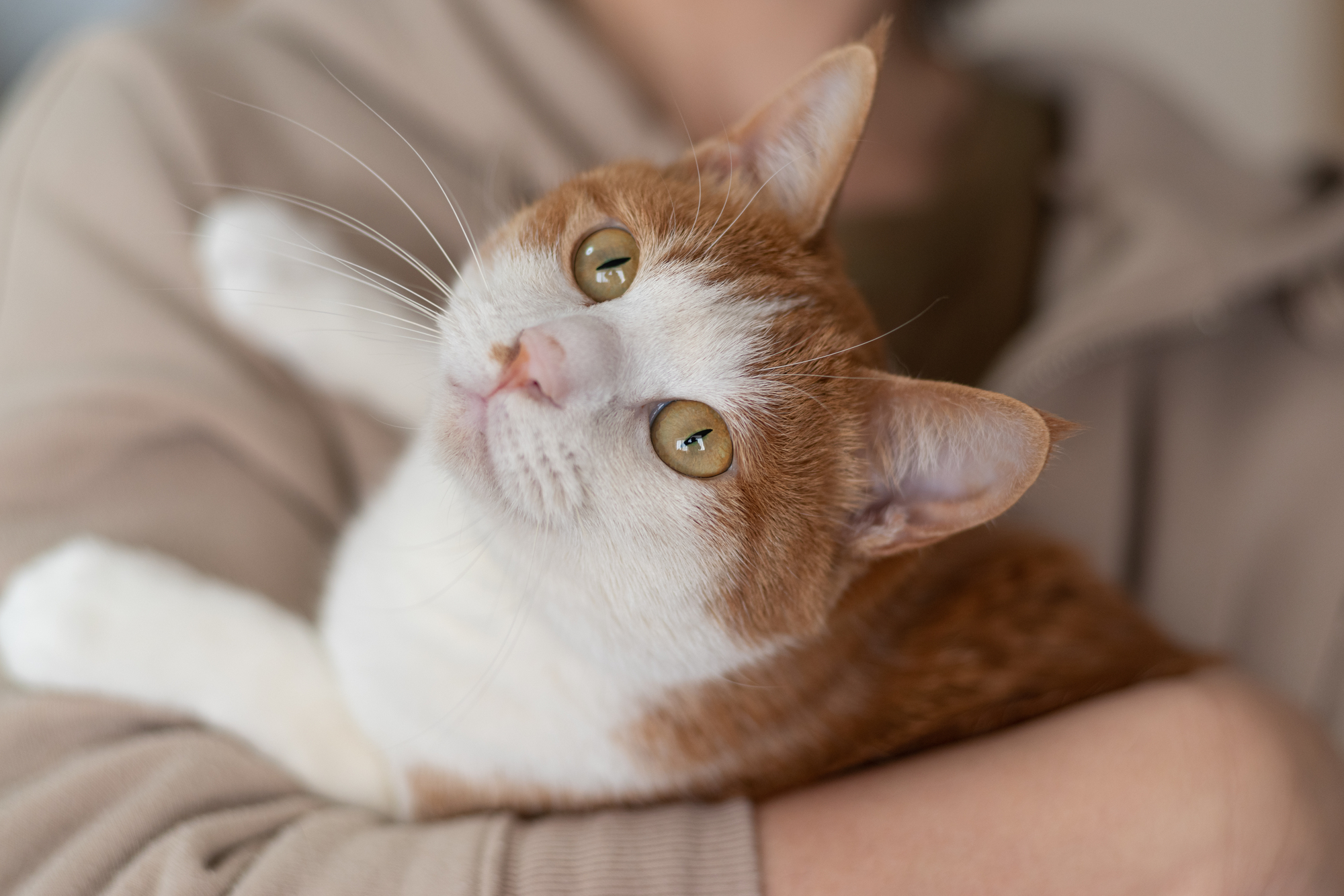 愛猫の寿命を縮めてしまうかもしれない飼い方とは？