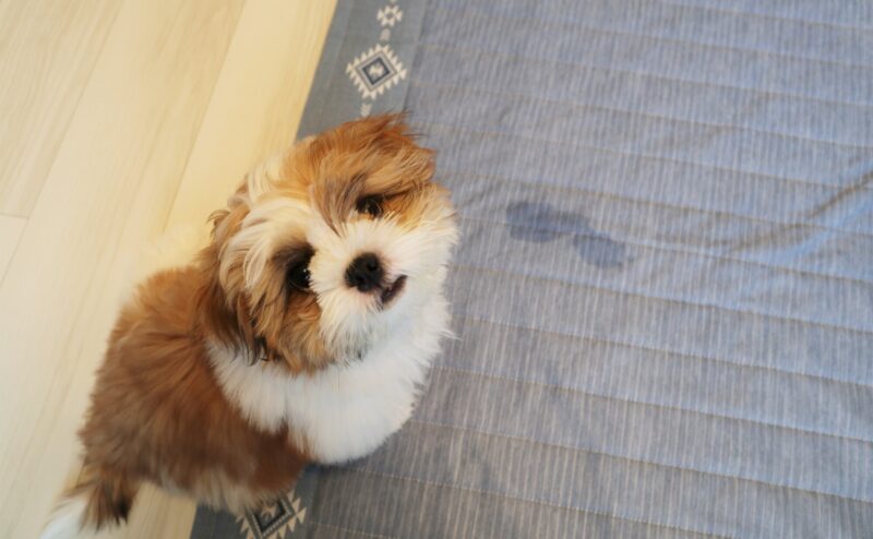 愛犬が突然粗相をするようになった…原因と対策について
