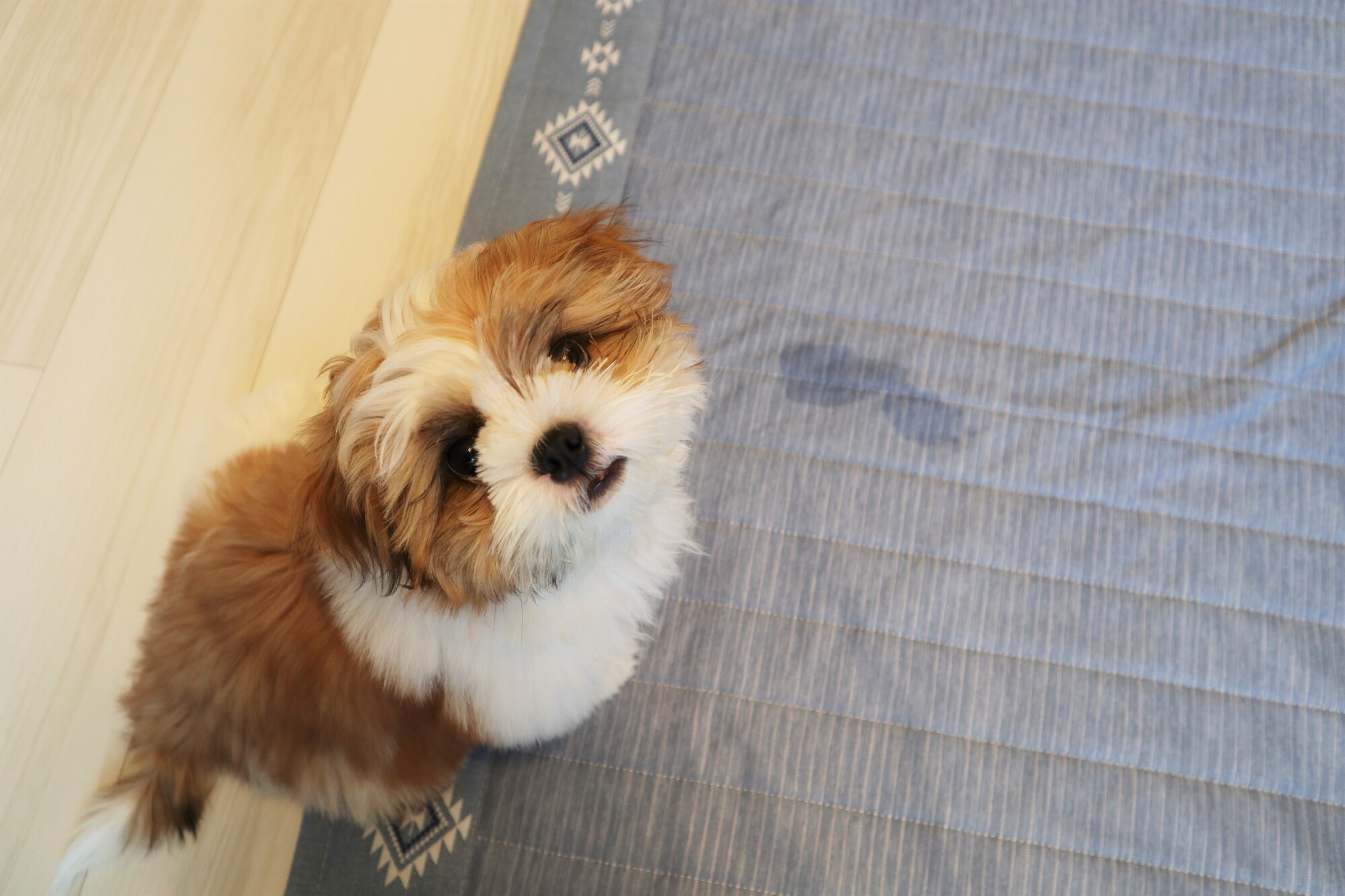 愛犬が突然粗相をするようになった…原因と対策について