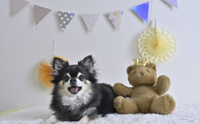 犬がぬいぐるみにマウンティングをする理由と対処法について