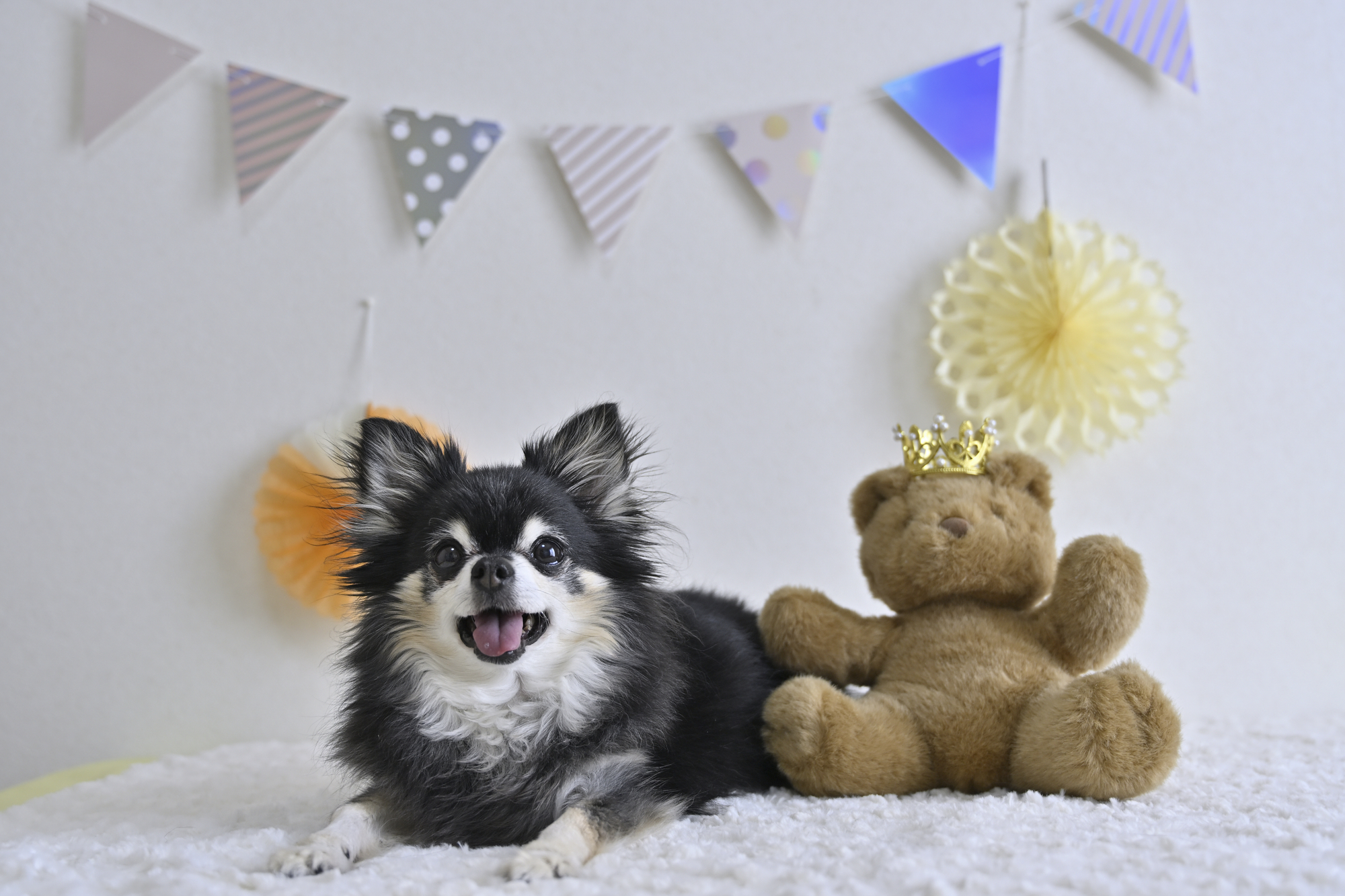 犬がぬいぐるみにマウンティングをする理由と対処法について