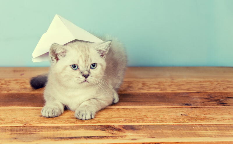 猫と暮らす快適なリノベーションアイデアを紹介！