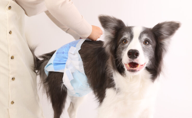 老犬のおむつはいつから必要になるのか？メリットや注意点を紹介！