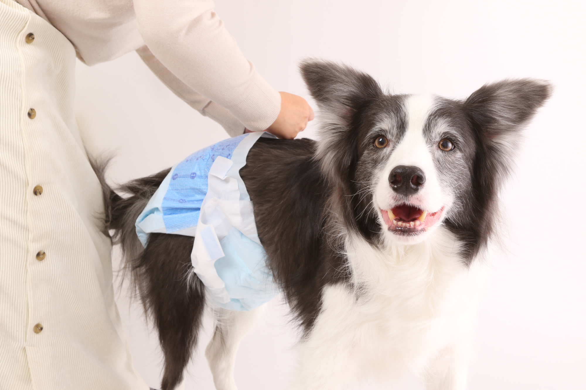 老犬のおむつはいつから必要になるのか？メリットや注意点を紹介！