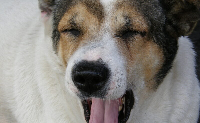 犬があくびをする理由は？眠いだけじゃない？