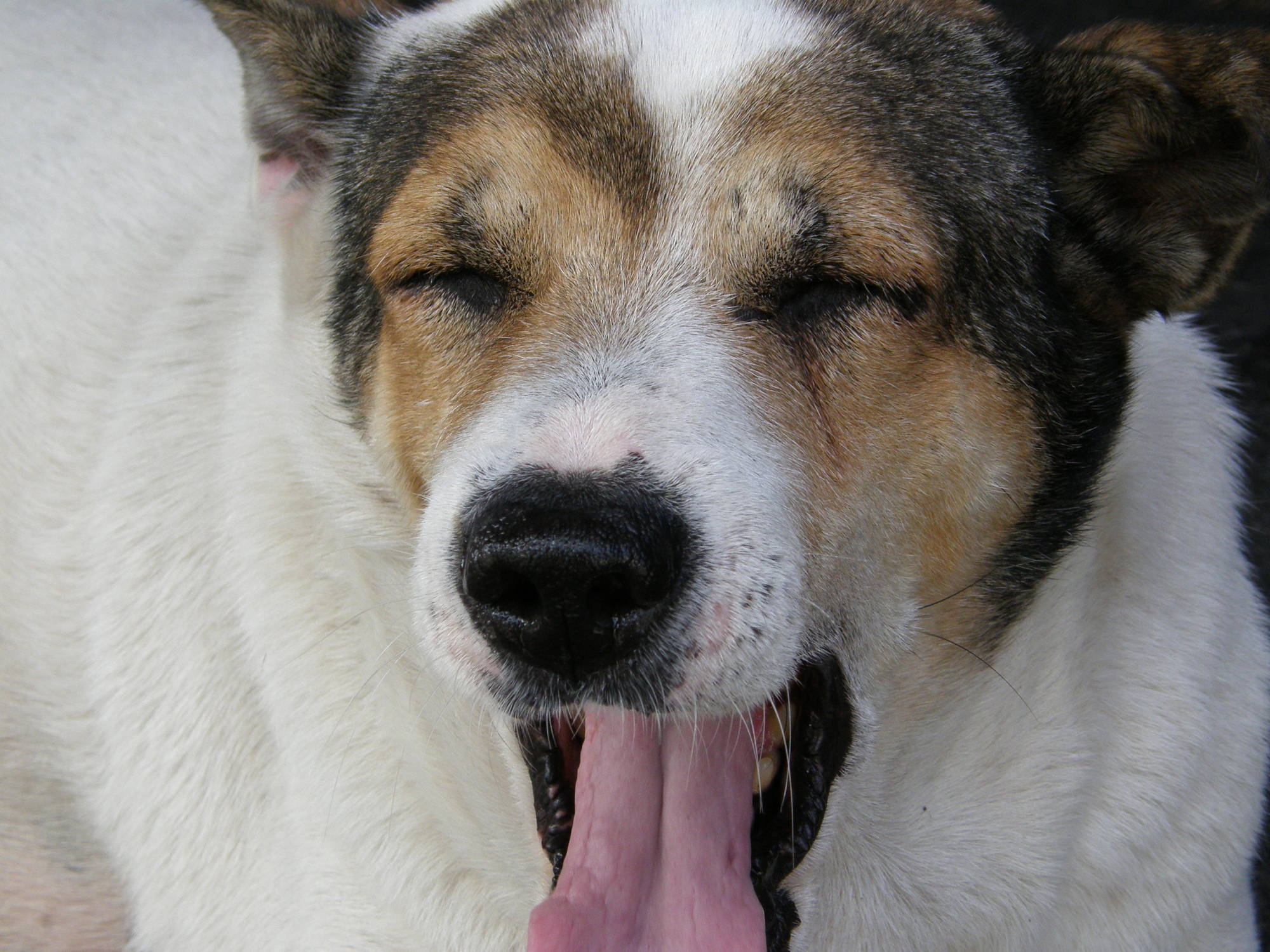 犬があくびをする理由は？眠いだけじゃない？