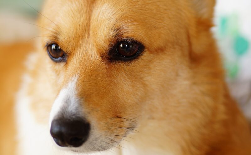 犬が飼い主の顔をじっと見る心理とは？なぜ見つめてくるのか？