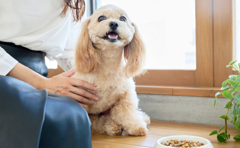 犬を飼って変わったことは？暮らし始めてわかるギャップについて