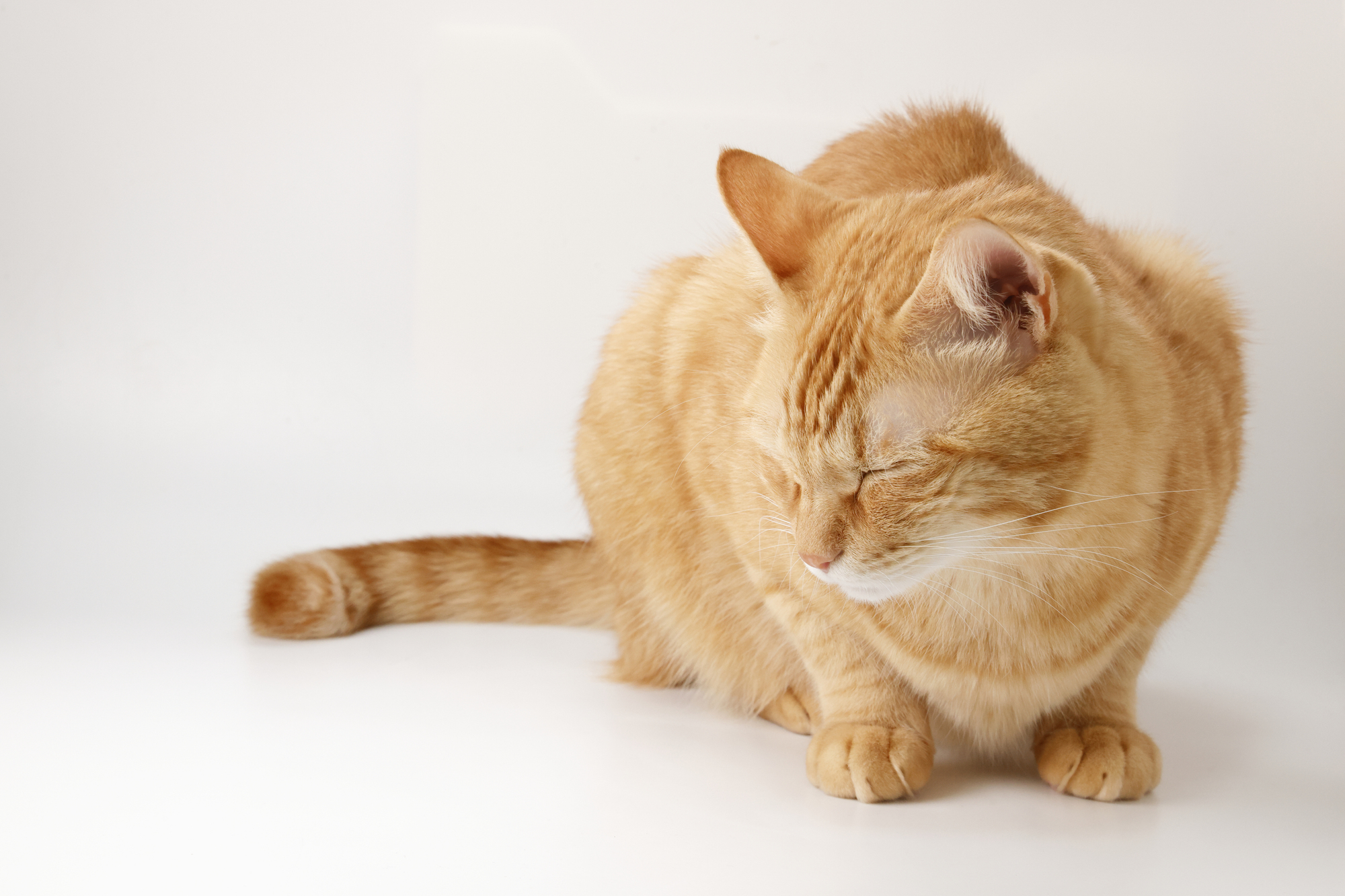 猫が目を細めて見るのはなぜ？どのような気持ちなの？