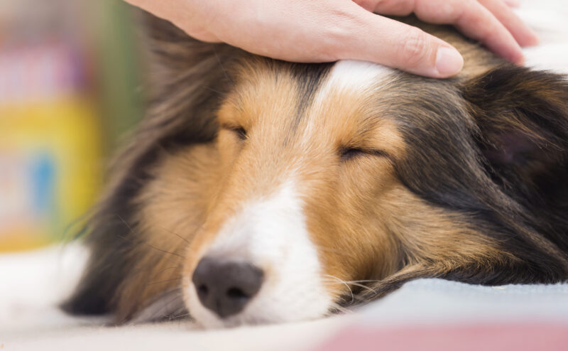 ペット信託とは？ 信頼できる人に託す仕組みについて