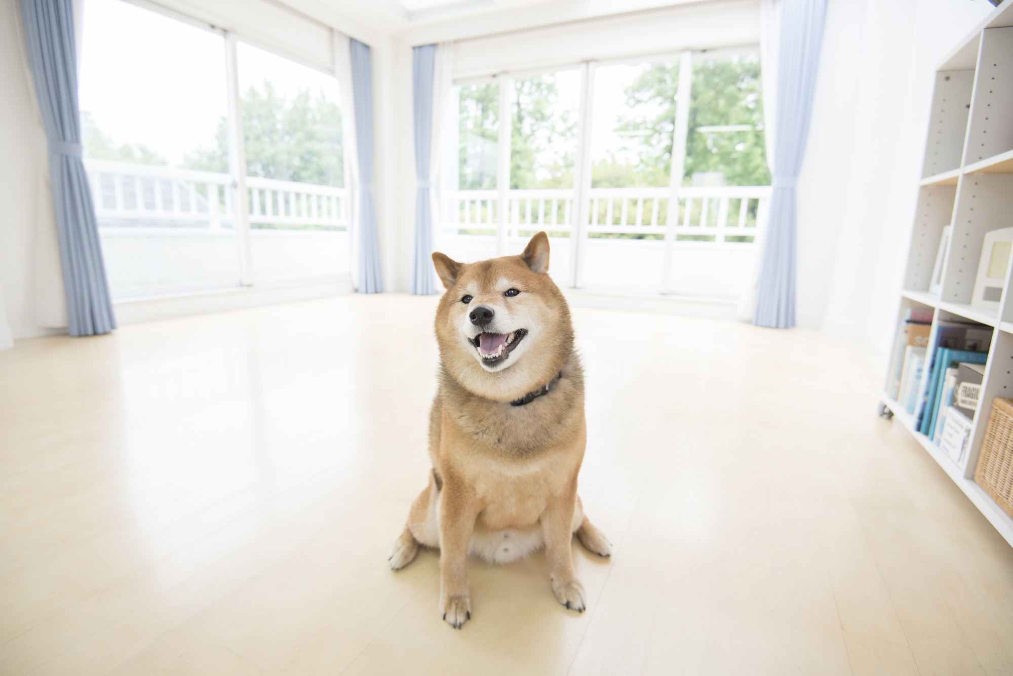 犬にフローリングは危険？滑らないための床の対策は？