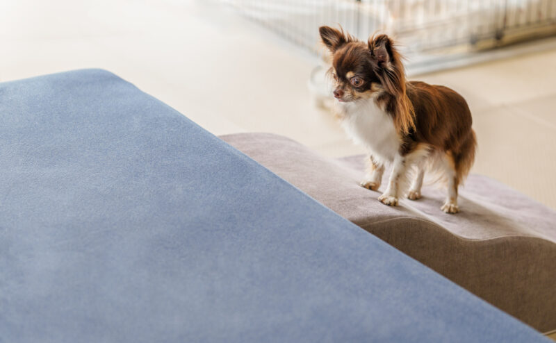 犬の膝蓋骨脱臼（パテラ）とは？悪化させないためにできることは？