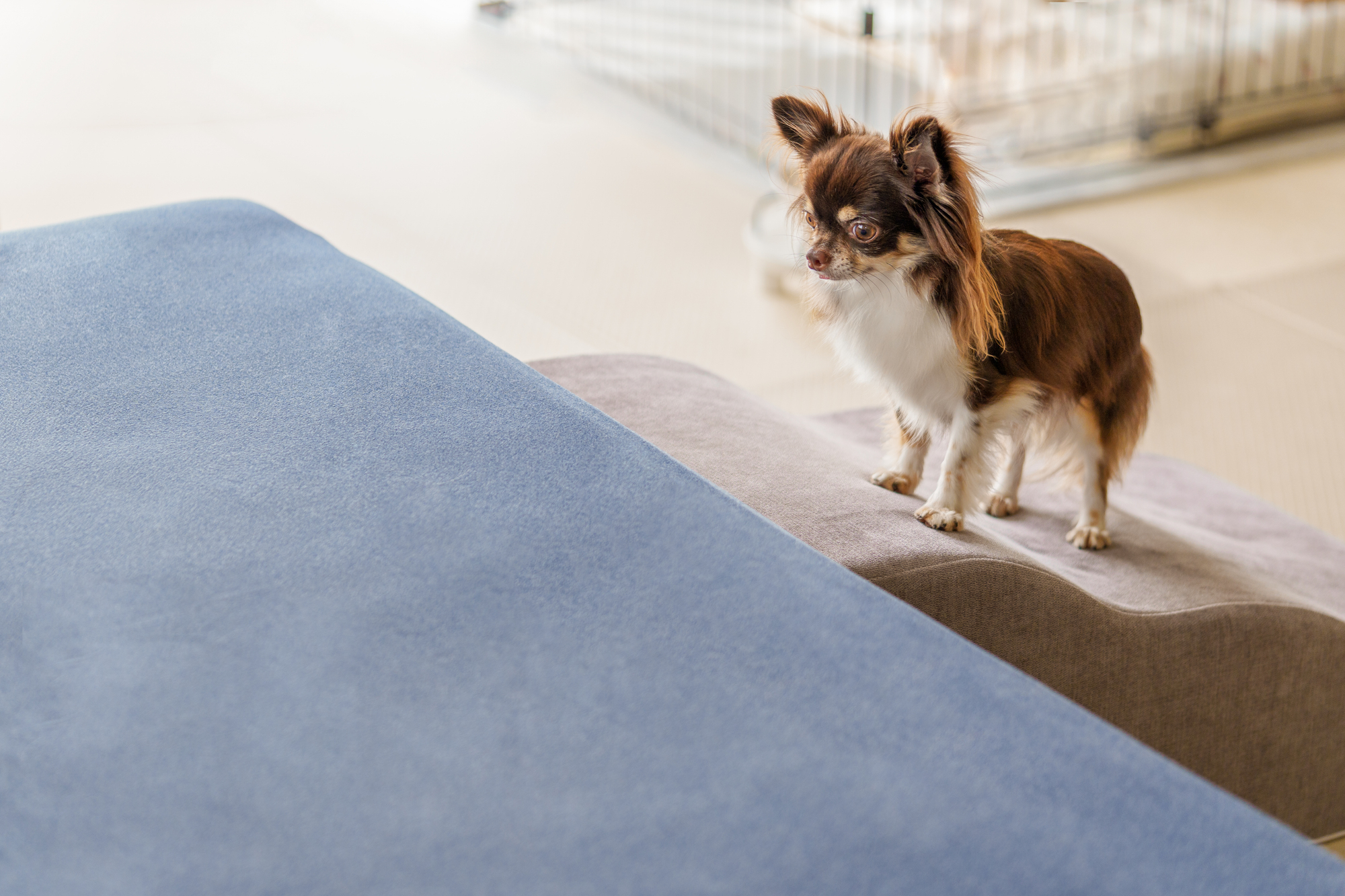 犬の膝蓋骨脱臼（パテラ）とは？悪化させないためにできることは？