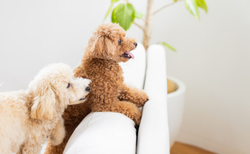 純血種の犬・ミックス犬・雑種犬との違いについて