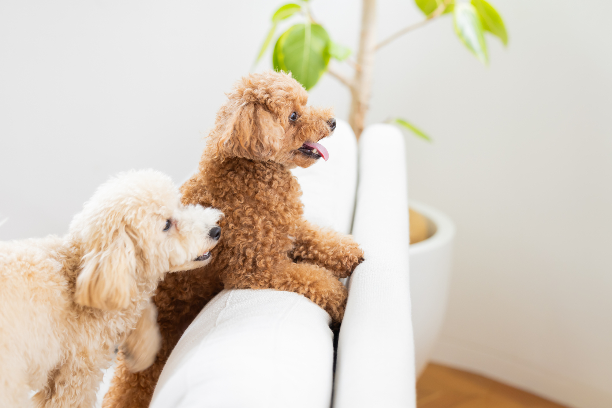 純血種の犬・ミックス犬・雑種犬との違いについて