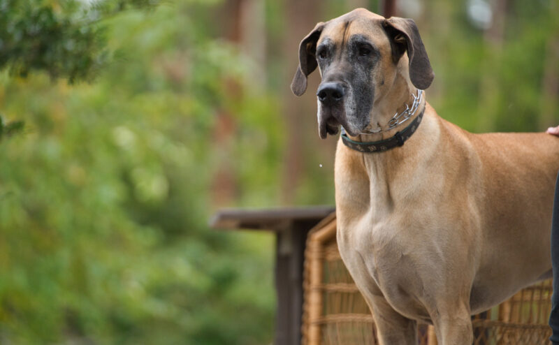 超大型犬や人気の大型犬など、大型犬の種類を紹介！