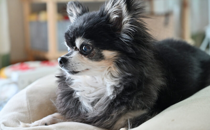 愛犬介護における事前の心構えは？どんな準備が必要？