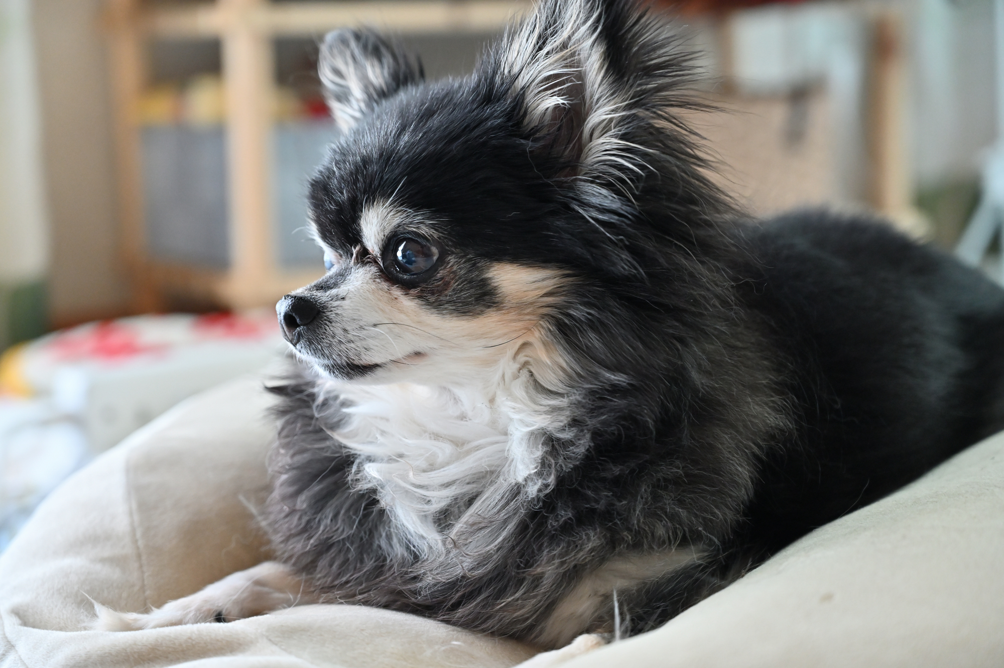 愛犬介護における事前の心構えは？どんな準備が必要？