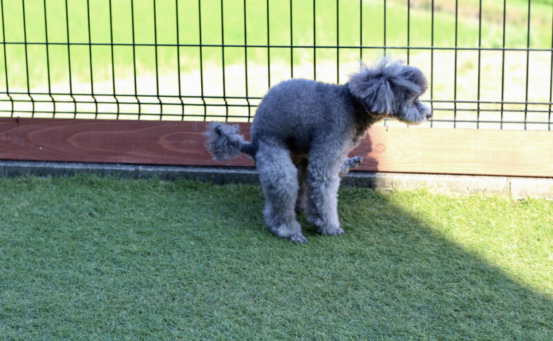犬が外でしか排泄しない原因と対策について
