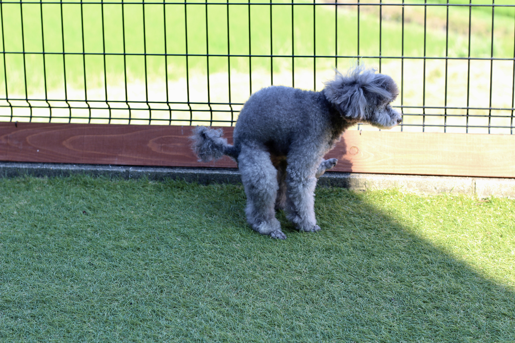 犬が外でしか排泄しない原因と対策について