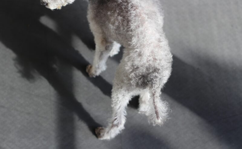 犬の尻尾の毛が薄くなってきた…ラットテイルとは？