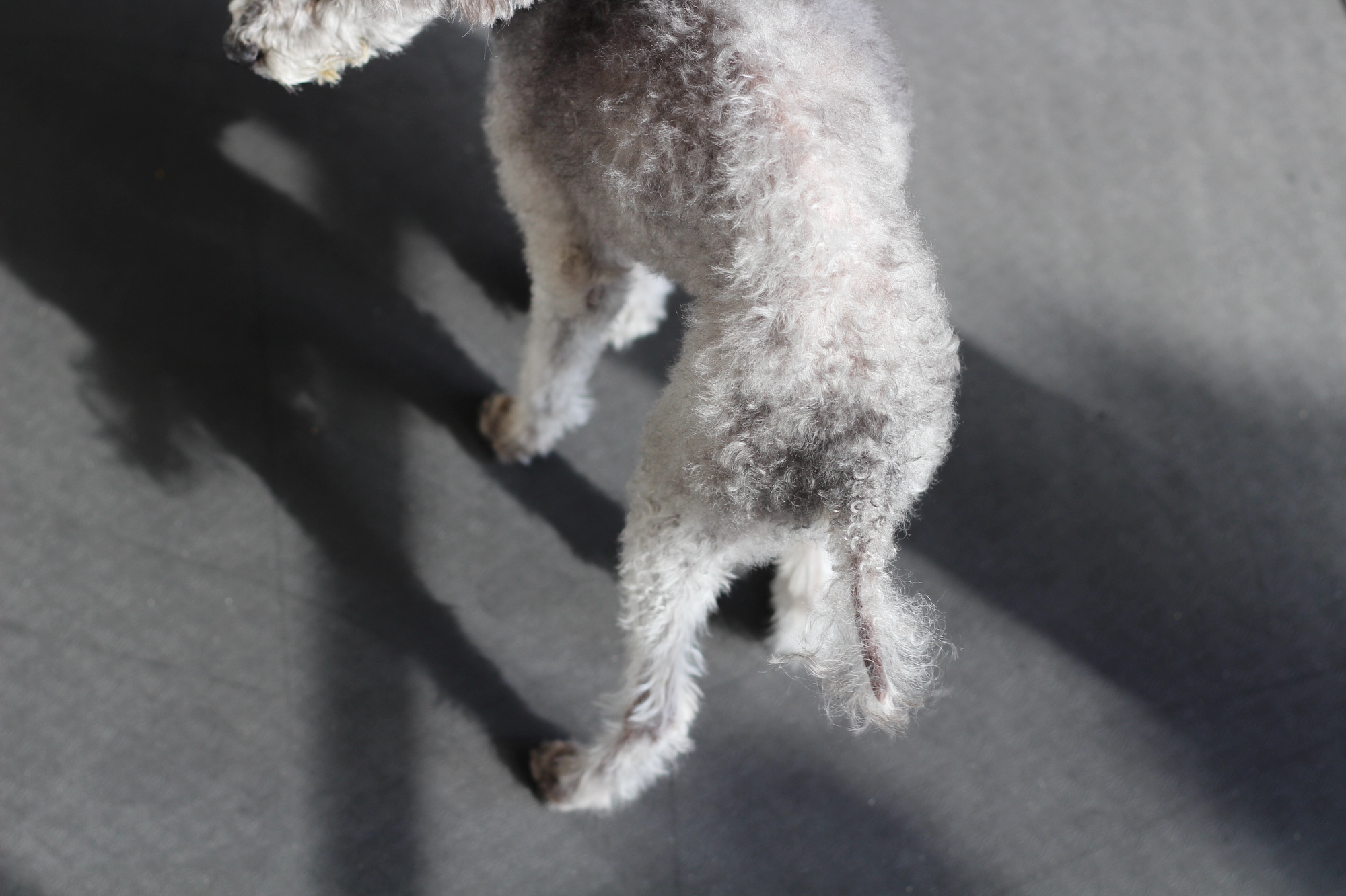 犬の尻尾の毛が薄くなってきた…ラットテイルとは？