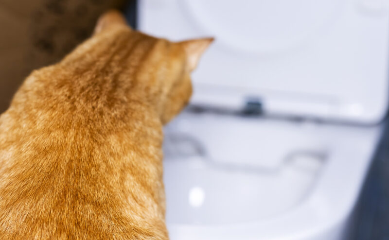猫の自動トイレとは？どんなメリットがあるの？注意点は？
