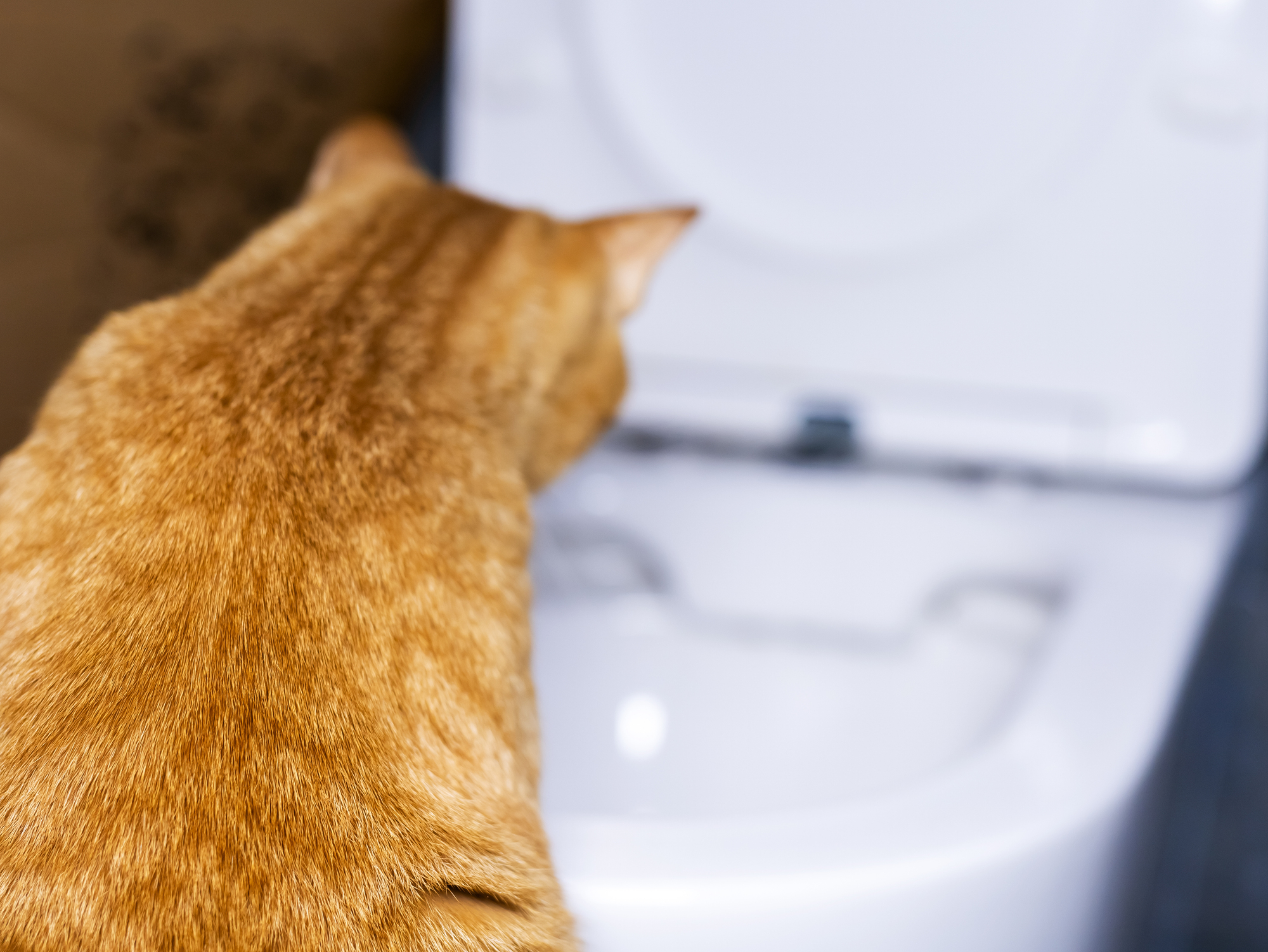 猫の自動トイレとは？どんなメリットがあるの？注意点は？