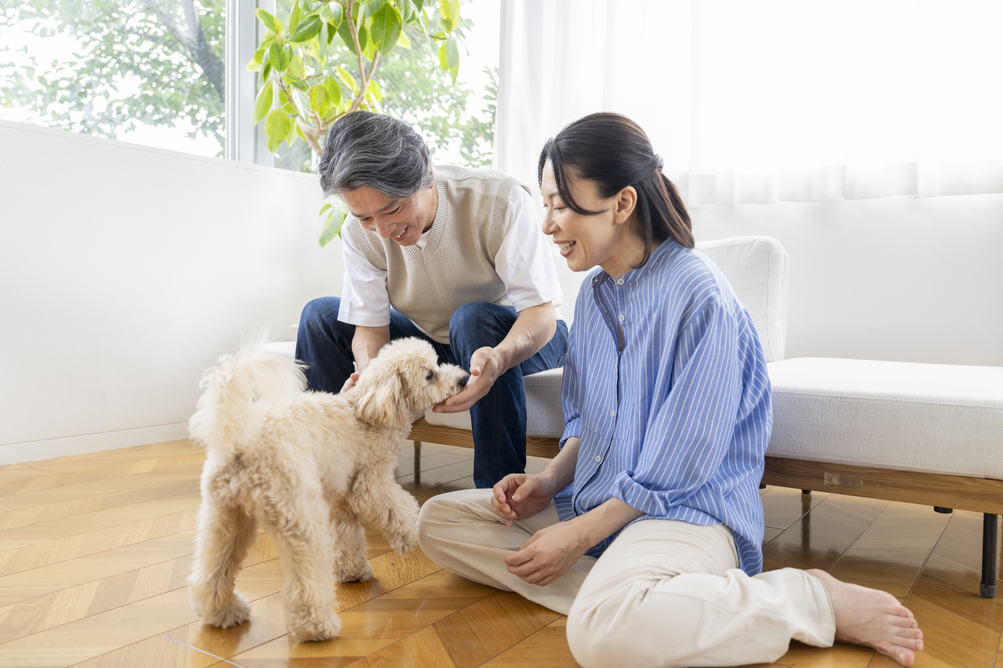 シニア犬が急に甘えてくるようになった理由は？加齢による心と体の変化を解説