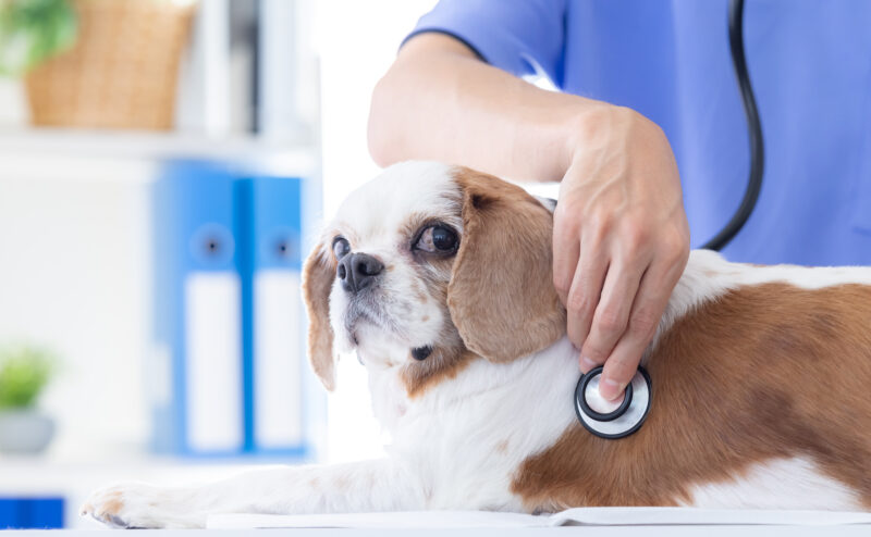 シニア犬はどんな健康診断を受ければいいの？頻度は？