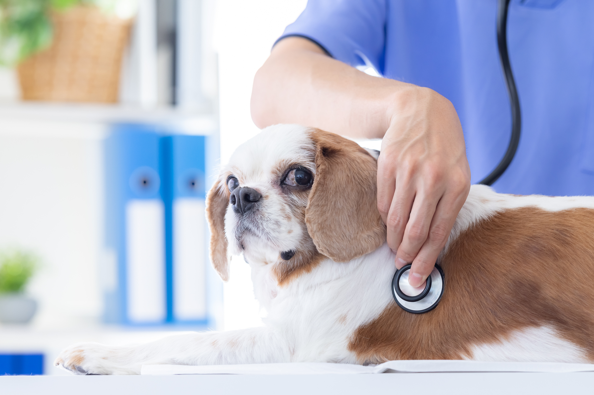シニア犬はどんな健康診断を受ければいいの？頻度は？