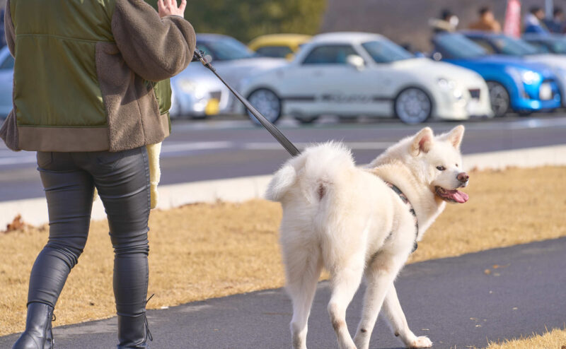 愛犬との散歩で犬がリードを引っ張る原因と対策は？