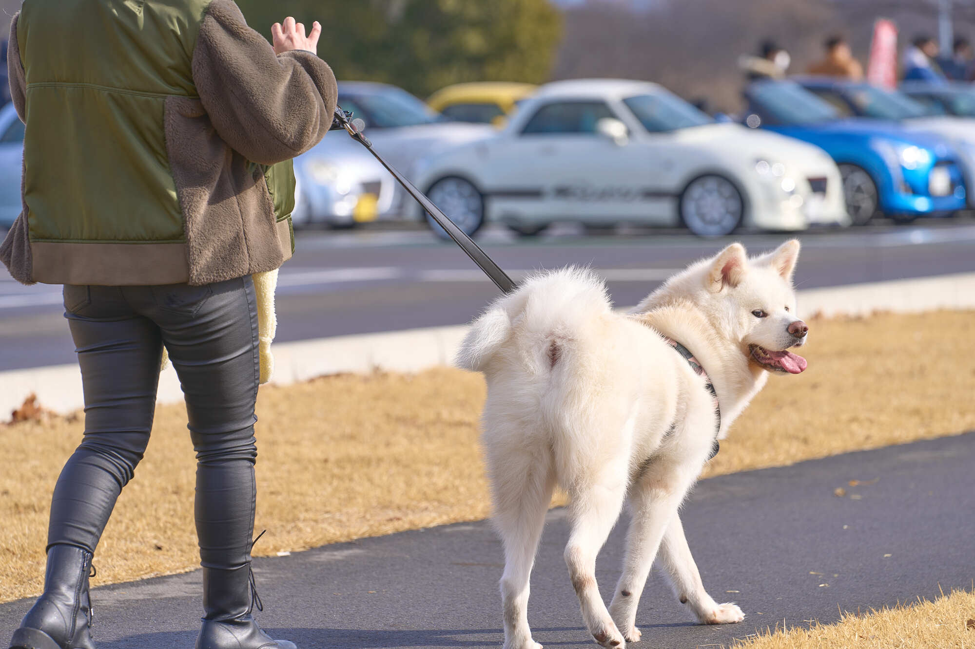 愛犬との散歩で犬がリードを引っ張る原因と対策は？