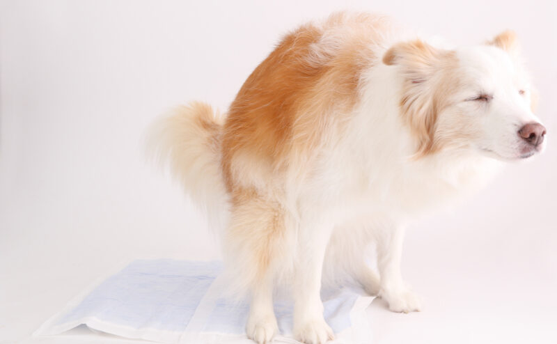 成犬のうんちの回数の目安や注意したい変化について