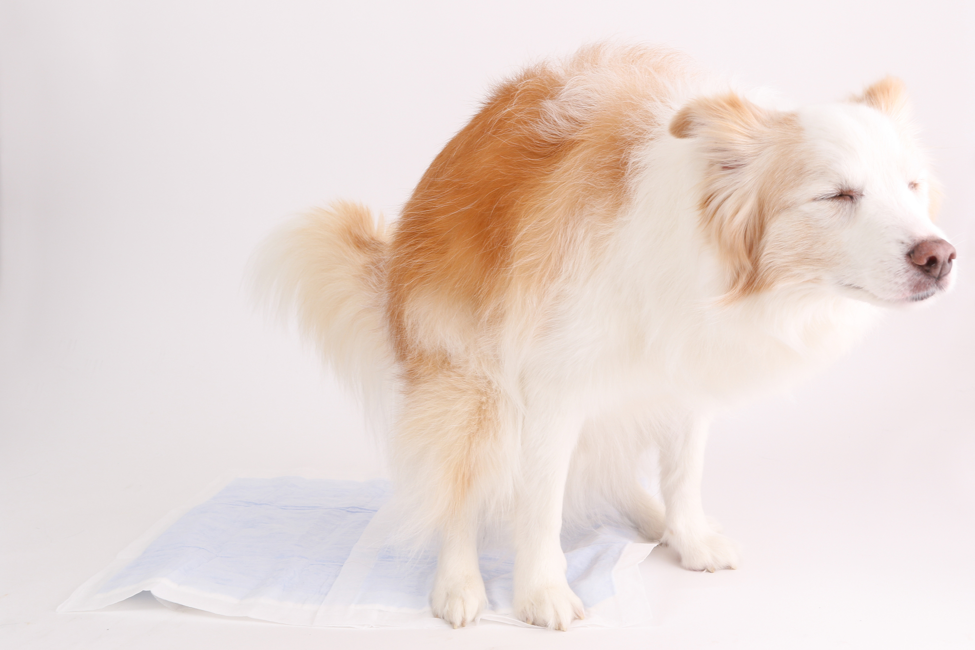 成犬のうんちの回数の目安や注意したい変化について