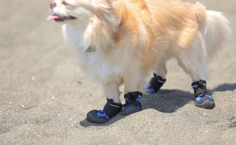犬用の靴は必要？ドッグシューズを履かせる目的は？