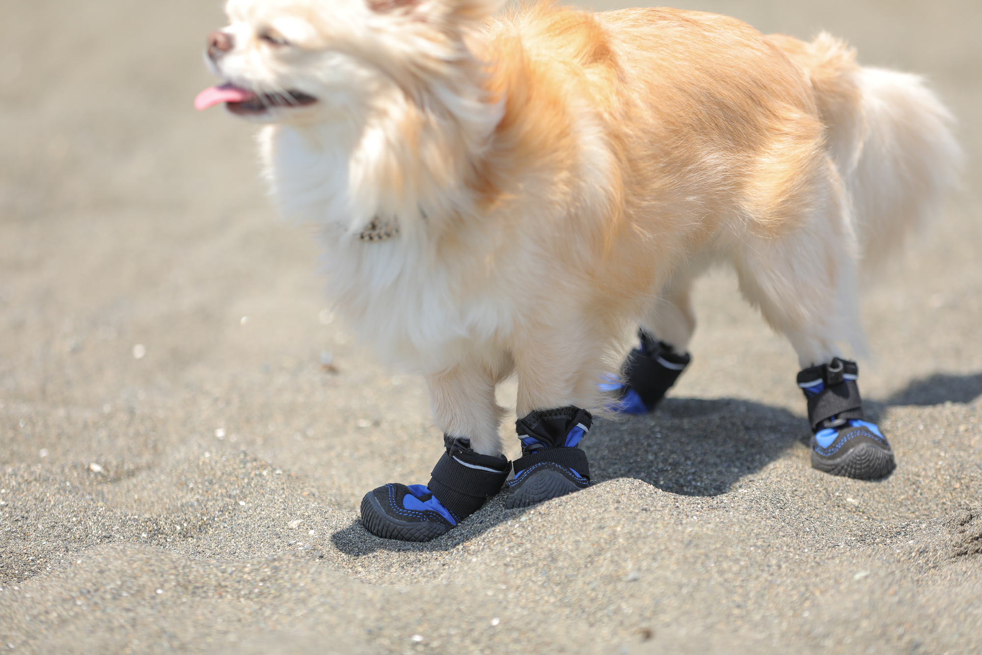 犬用の靴は必要？ドッグシューズを履かせる目的は？