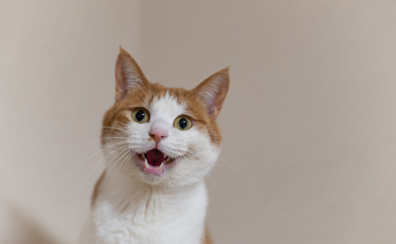猫が夜になるとうるさい…夜に鳴く原因は？